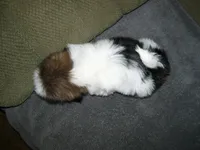 APOLLO, a male Shih Tzu for sale in Neosho, MO – Photo 8 of 8