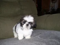 APOLLO, a male Shih Tzu for sale in Neosho, MO – Photo 4 of 8