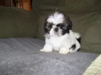 APOLLO, a male Shih Tzu for sale in Neosho, MO – Photo 3 of 8