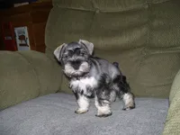 LUCY, a female Miniature Schnauzer for sale in Neosho, MO – 4 of 5