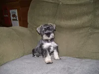 LUCY, a female Miniature Schnauzer for sale in Neosho, MO – 2 of 5