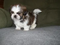 TOBY, a male Shih Tzu for sale in Neosho, MO – 3 of 5