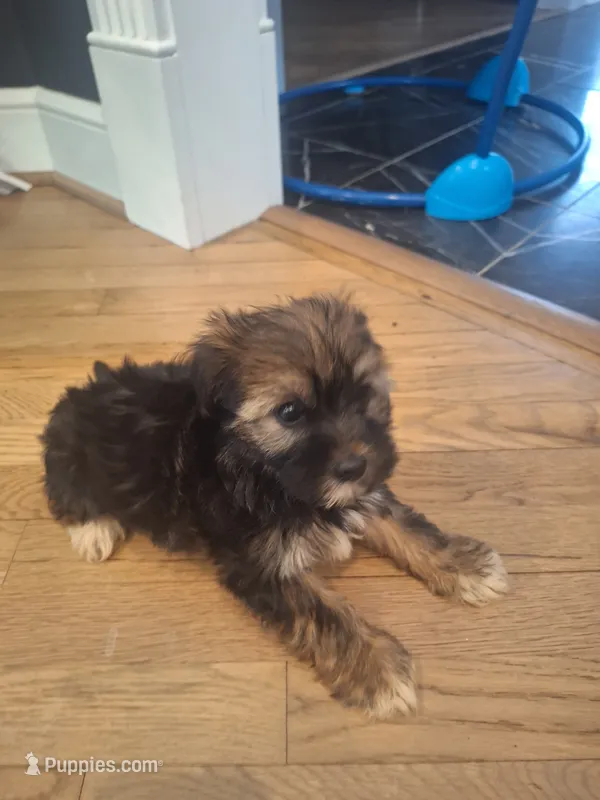 Male #3 – Shorkie puppy for sale in Virginia Beach, VA