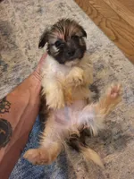 Male #1, a male Shorkie for sale in Virginia Beach, VA – 2 of 3