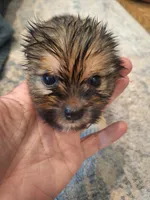 Male #2, a male Shorkie for sale in Virginia Beach, VA – 1 of 3