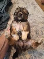 Male #2, a male Shorkie for sale in Virginia Beach, VA – 2 of 3