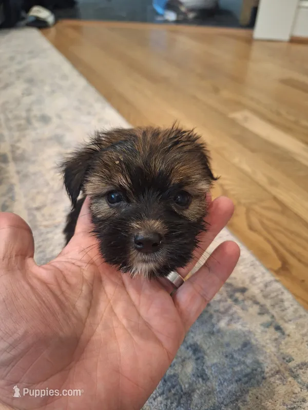 Male #3 – Shorkie puppy for sale in Virginia Beach, VA
