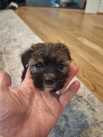 Male #3, a male Shorkie for sale in Virginia Beach, VA – 1 of 3
