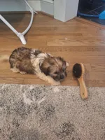 Male #1, a male Shorkie for sale in Virginia Beach, VA – 2 of 6