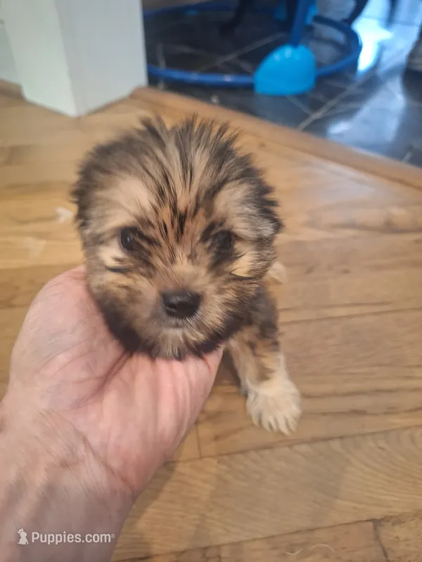 Male #2 – Shorkie puppy for sale in Virginia Beach, VA