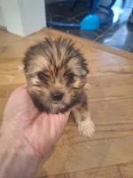 Male #2, a male Shorkie for sale in Virginia Beach, VA – 1 of 6