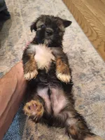 Male #3, a male Shorkie for sale in Virginia Beach, VA – 3 of 3