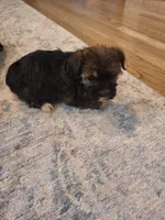 Male #3, a male Shorkie for sale in Virginia Beach, VA – 2 of 3