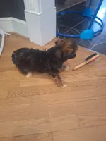 Male #3, a male Shorkie for sale in Virginia Beach, VA – 3 of 6