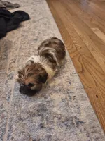 Male #1, a male Shorkie for sale in Virginia Beach, VA – 3 of 3