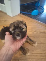 Male #3, a male Shorkie for sale in Virginia Beach, VA – 2 of 6