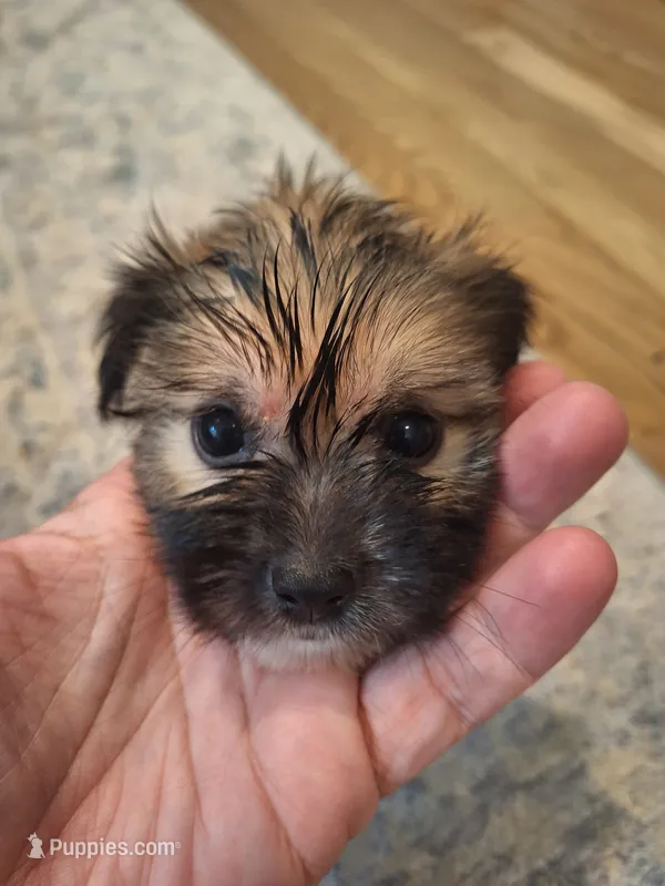 Male #1 – Shorkie puppy for sale in Virginia Beach, VA