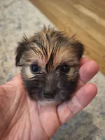 Male #1, a male Shorkie for sale in Virginia Beach, VA – 1 of 3