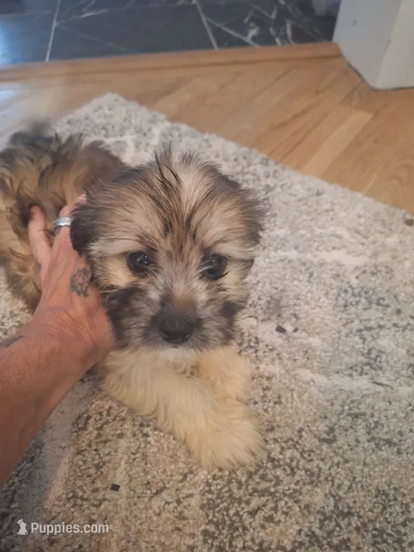 Male #1 – Shorkie puppy for sale in Virginia Beach, VA