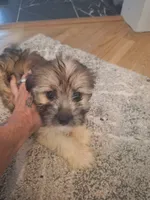 Male #1, a male Shorkie for sale in Virginia Beach, VA – 1 of 6