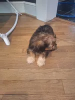 Male #2, a male Shorkie for sale in Virginia Beach, VA – 2 of 6
