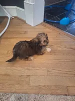 Male #2, a male Shorkie for sale in Virginia Beach, VA – 3 of 6