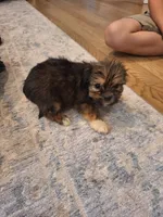 Male #2, a male Shorkie for sale in Virginia Beach, VA – 3 of 3