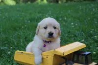 Bella, a female English Cream Golden Retriever for sale in Barnett, MO – 4 of 9