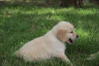 Rocky, a male English Cream Golden Retriever for sale in Barnett, MO – 5 of 9