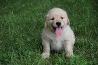 Cooper, a male English Cream Golden Retriever for sale in Barnett, MO – 4 of 9