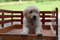 Bella, a female English Cream Golden Retriever for sale in Barnett, MO – 3 of 9