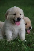 Daisy, a female English Cream Golden Retriever for sale in Barnett, MO – 3 of 9