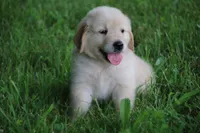 Rocky, a male English Cream Golden Retriever for sale in Barnett, MO – 2 of 9