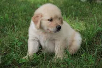 Cooper, a male English Cream Golden Retriever for sale in Barnett, MO – 2 of 9