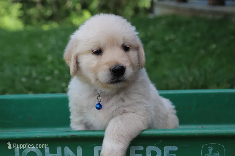 Milo – English Cream Golden Retriever puppy for sale in Barnett, MO