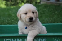 Milo, a male English Cream Golden Retriever for sale in Barnett, MO – 1 of 8