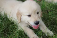 Rocky, a male English Cream Golden Retriever for sale in Barnett, MO – 4 of 9