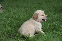 Skye, a female English Cream Golden Retriever for sale in Barnett, MO – 5 of 9
