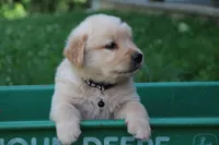 Hunter, a male English Cream Golden Retriever for sale in Barnett, MO – 2 of 9