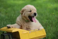 Cooper, a male English Cream Golden Retriever for sale in Barnett, MO – 3 of 9