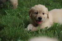 Bella, a female English Cream Golden Retriever for sale in Barnett, MO – 5 of 9