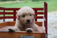 Hunter, a male English Cream Golden Retriever for sale in Barnett, MO – 3 of 9