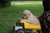 Ranger, a male English Cream Golden Retriever for sale in Barnett, MO – 2 of 8