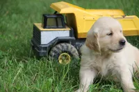 Ranger, a male English Cream Golden Retriever for sale in Barnett, MO – 4 of 8