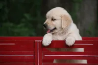 Milo, a male English Cream Golden Retriever for sale in Barnett, MO – 4 of 8