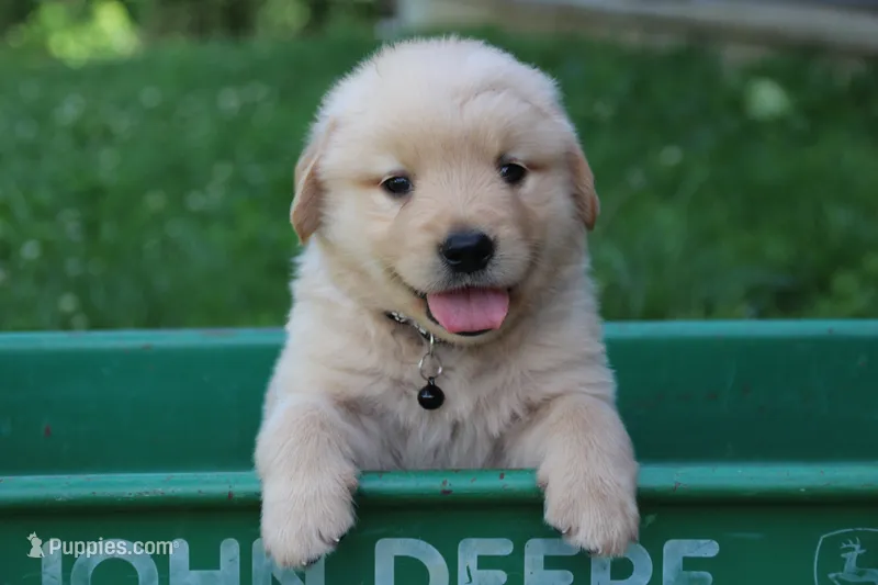 Hunter – English Cream Golden Retriever puppy for sale in Barnett, MO