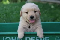 Hunter, a male English Cream Golden Retriever for sale in Barnett, MO – 1 of 9