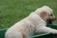 Daisy, a female English Cream Golden Retriever for sale in Barnett, MO – 5 of 9