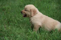 Hunter, a male English Cream Golden Retriever for sale in Barnett, MO – 5 of 9