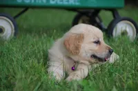Bella, a female English Cream Golden Retriever for sale in Barnett, MO – 2 of 9